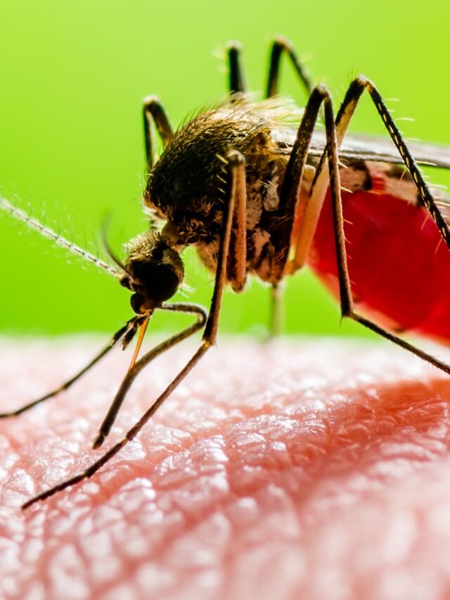 Zika virus: Transmission, Symptoms, and Prevention