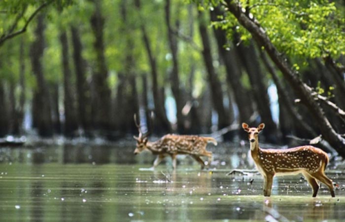 Sundarbans-national-park